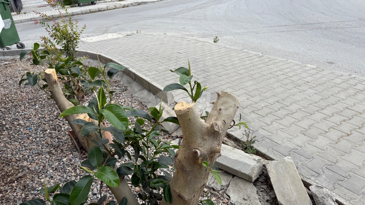 Wohnung in Lefkoşa (Nicosia), Nord Zypern – Foto 23 von 23