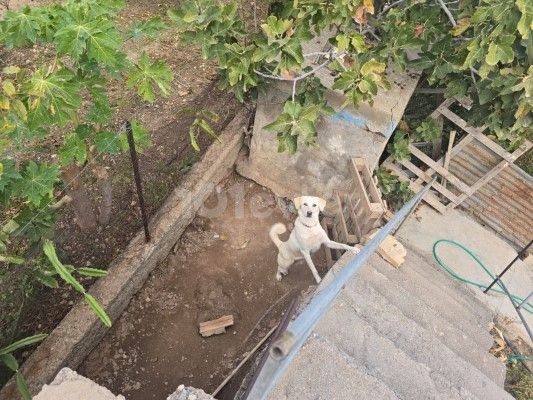 Bungalow in Ardahan, Nord Zypern – Foto 35 von 40