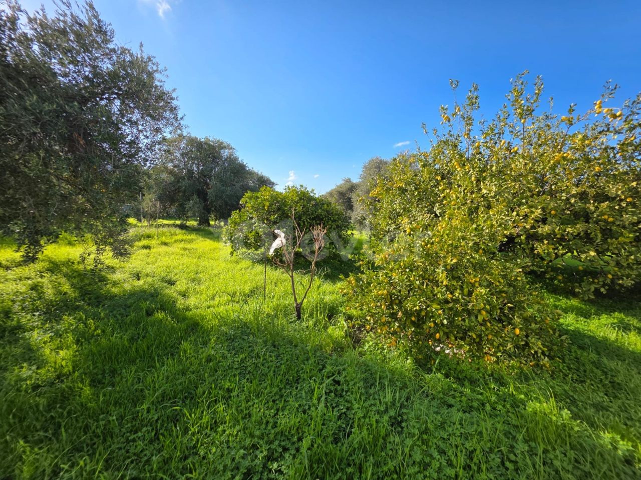 Villa in Lapta, Nord Zypern – Foto 12 von 17